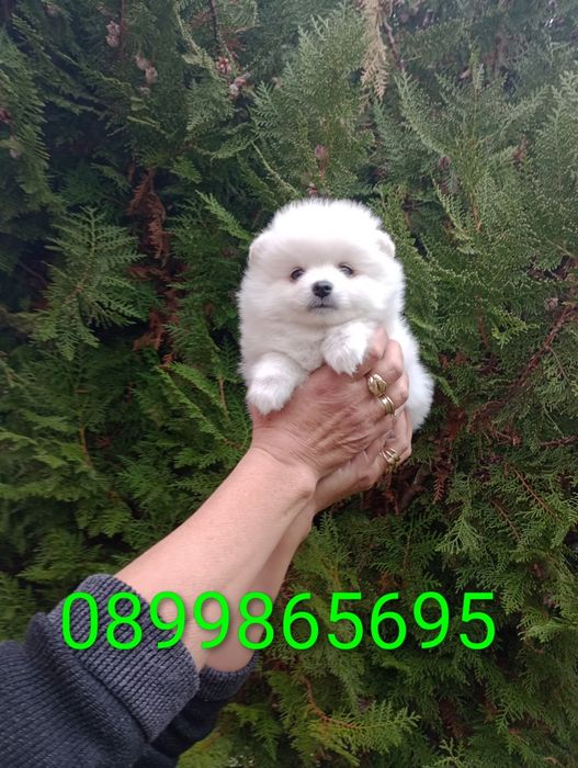 Бели Померани. Мъжки и женски.