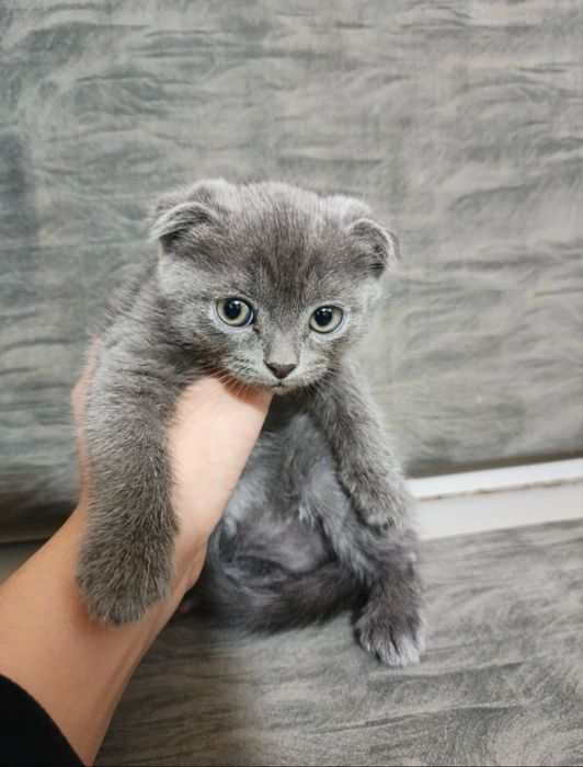 Scottish fold sotiladi