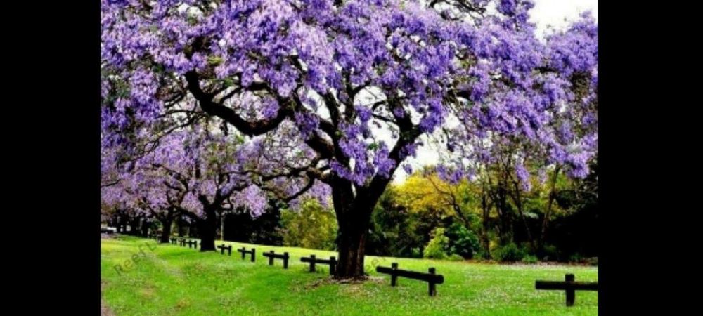 Nuci Chandler Aluni Migdal Mosmon Paulownia Pari Tarusi Tutori >RO UE