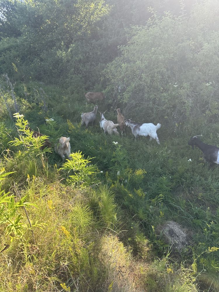 De vânzare iezi au în jur 30 kg
