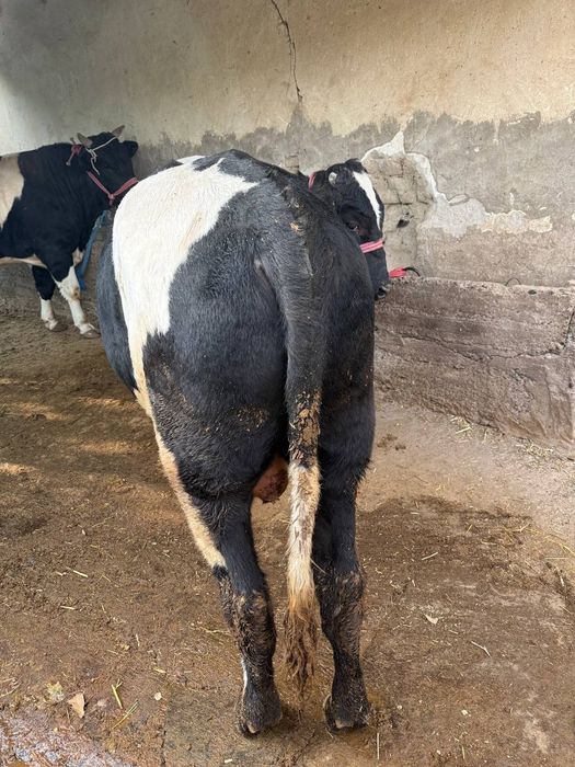 Buqalar sotiladi 2ta ikkalasi 63million yaxshi boqilgan òzimizniki