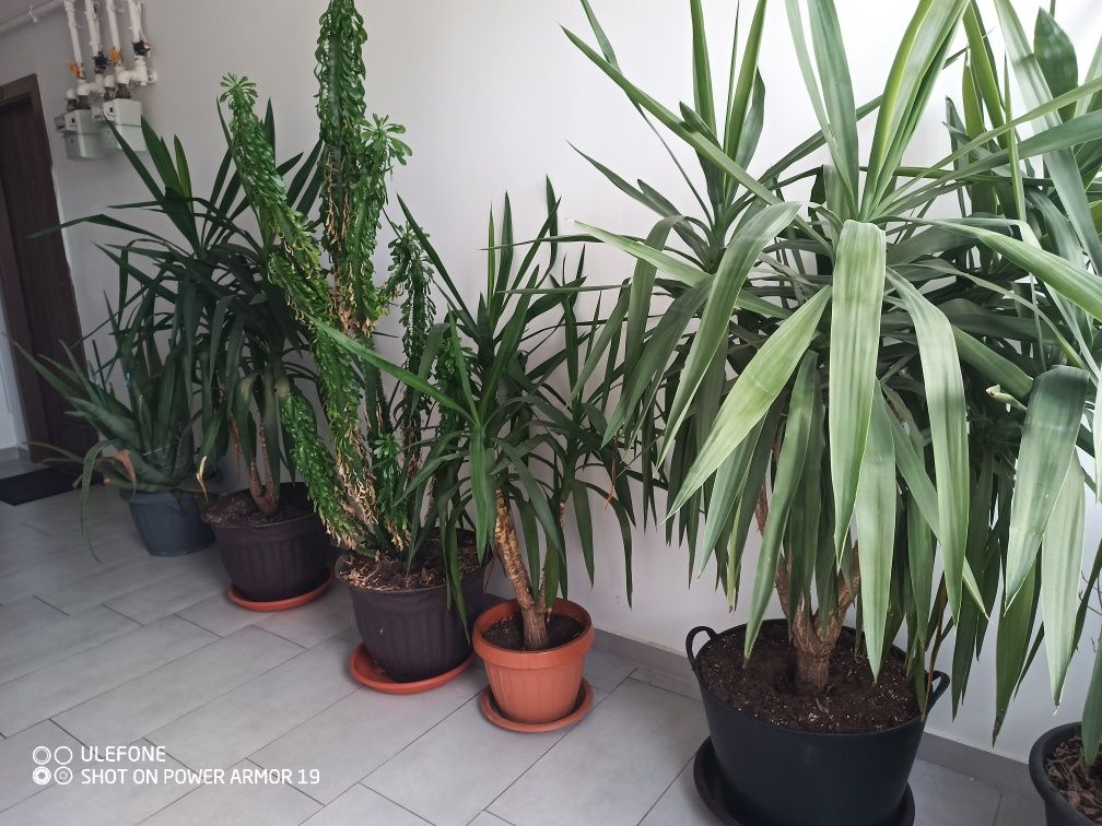 Plante ornamentale yucca și cactus