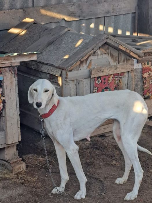 Продам жаргак тазы