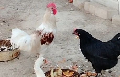 Продаётся петух и курица.