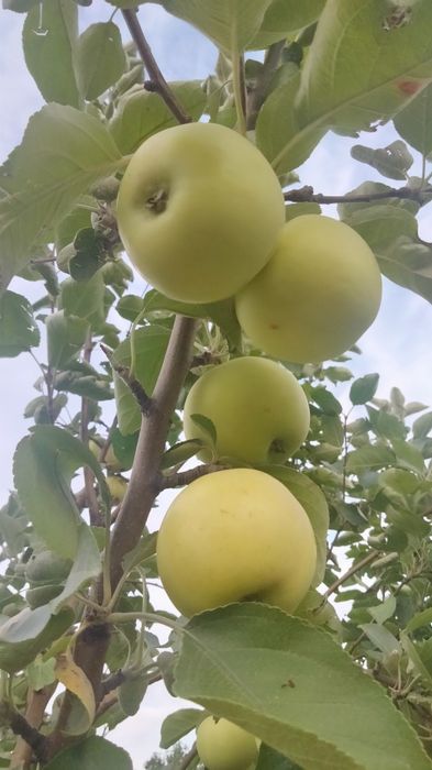 Дачный участок 4 сотки с домиком ПКСТ Текстильщики