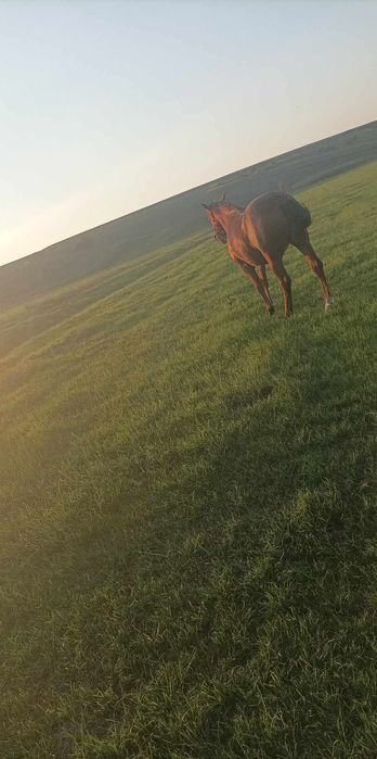 Buna ziua cal de vânzare