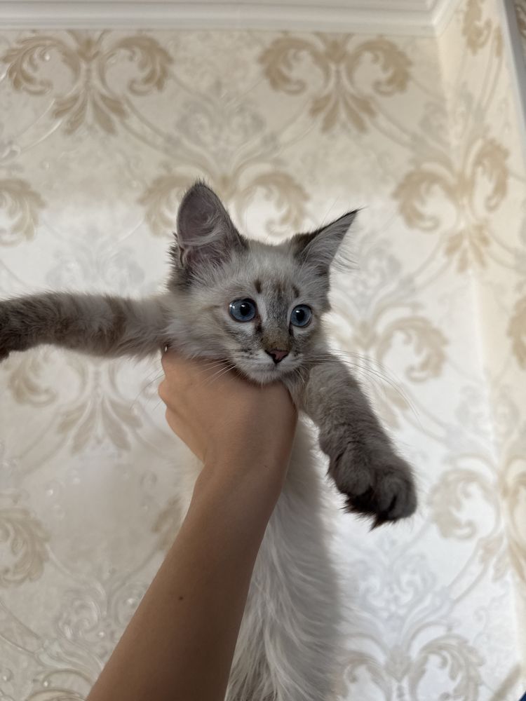 Котенок ласковый