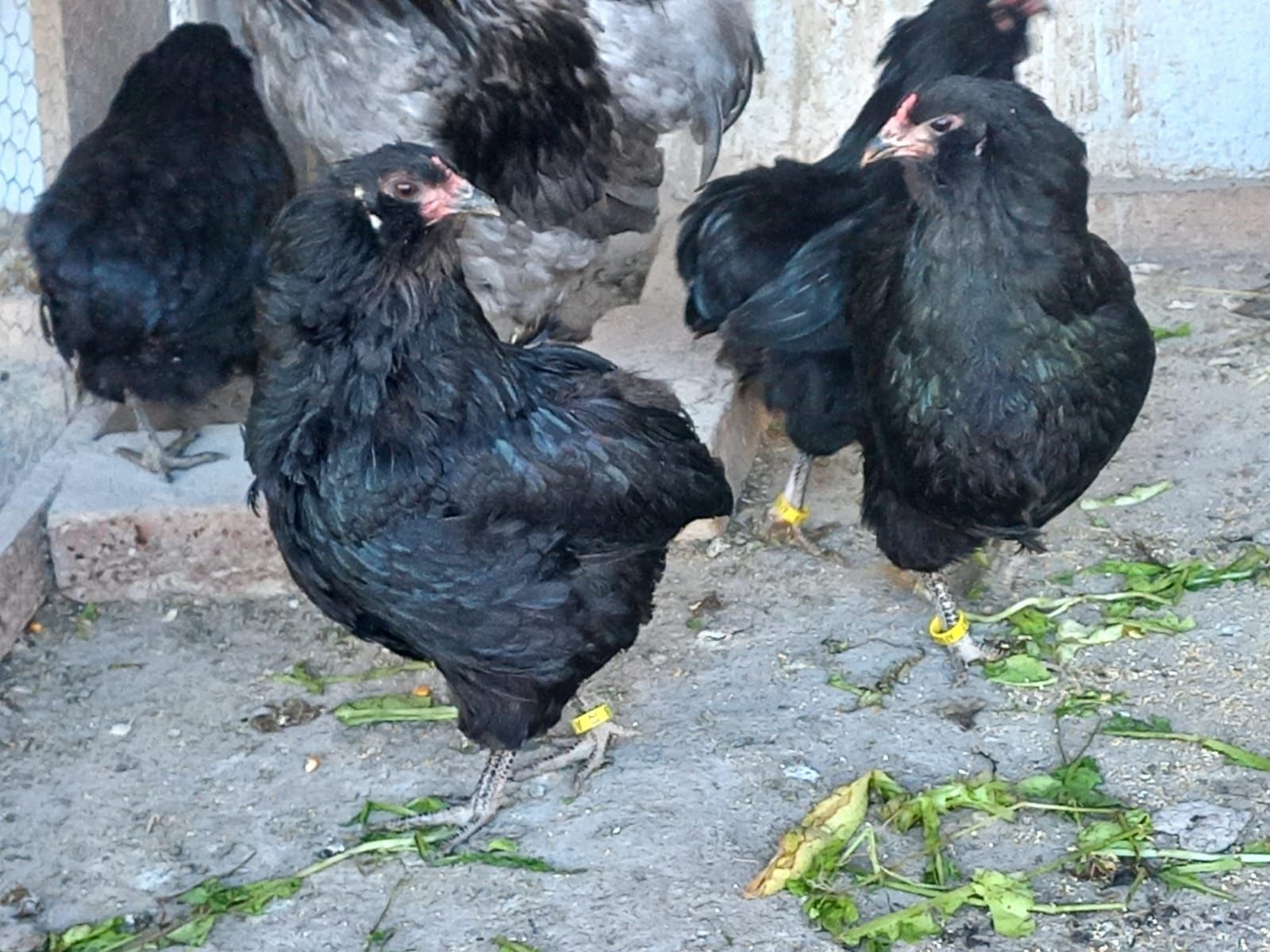 Vând oua Araucana