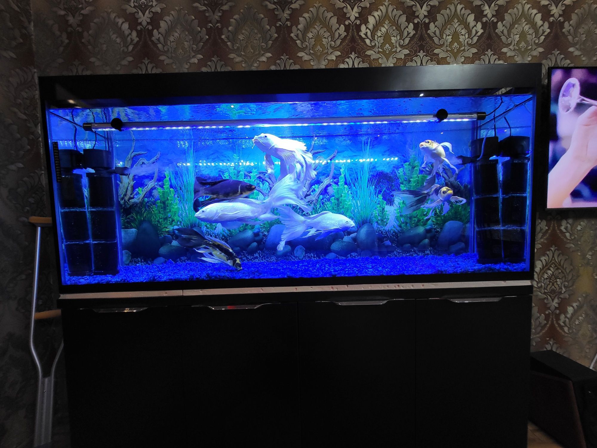 Akvarium baliqlari bilan sotiladi