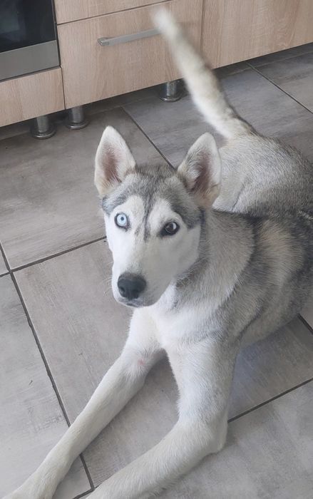 Husky femelă disponibila pentru adopție!