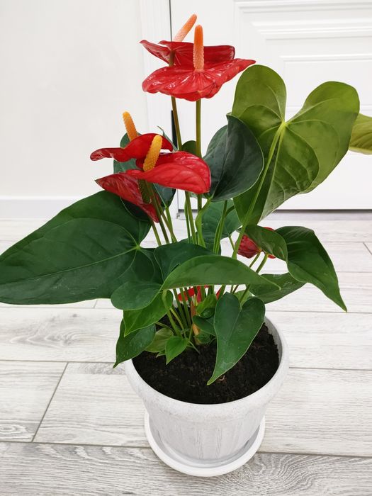 Комнатные растения, доставка !