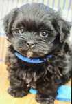 Bichon havanez fetita   550 lei