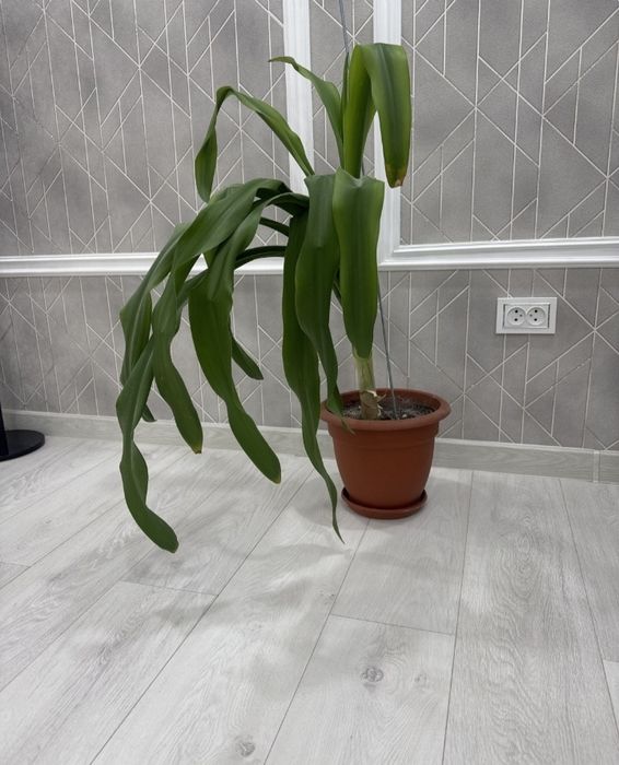 Отдам цветок бесплатно