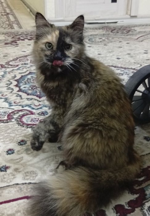 Zotli juddaayam aqilli mushuk sotiladi