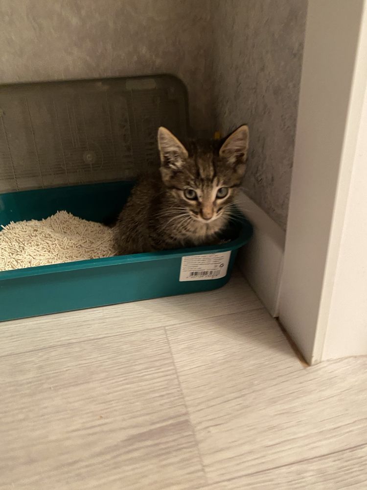 котенок мальчик