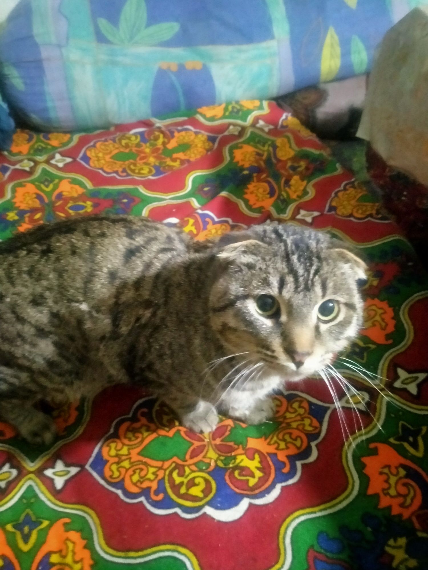 Кошки два самец одна самка веслаухий