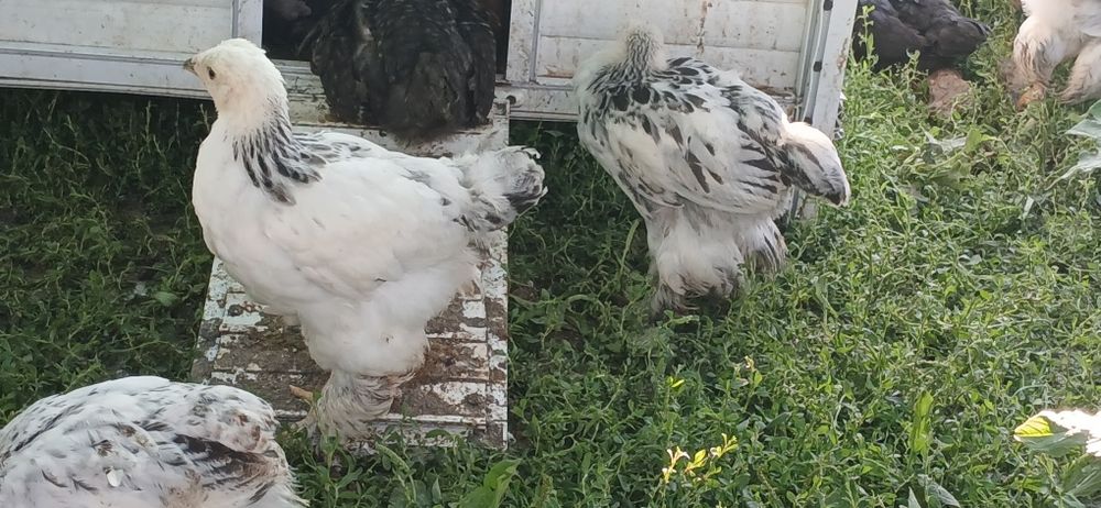 Puicute si cocosi mixt Australorp si alte rase de casai