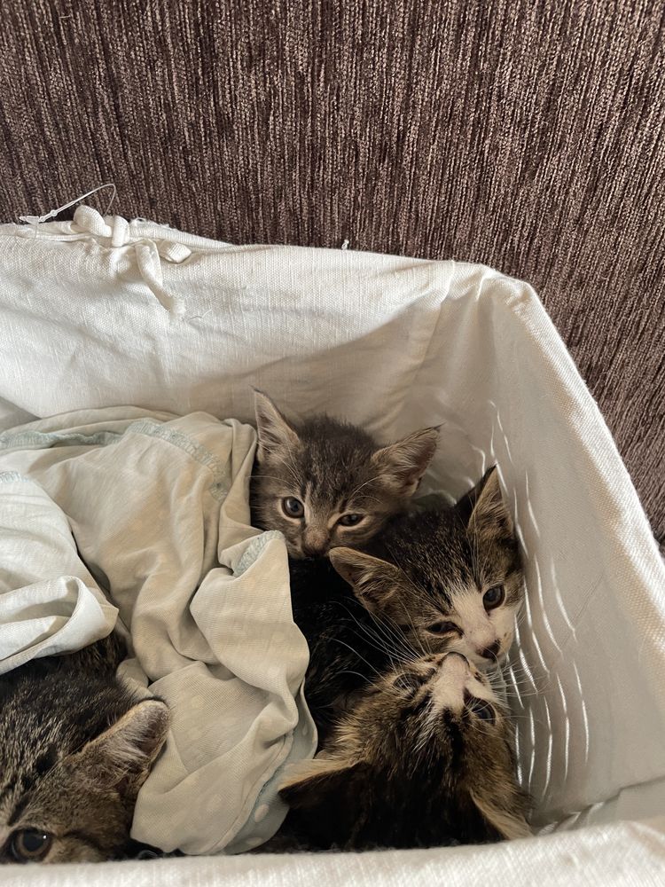 Подарявам малки котета