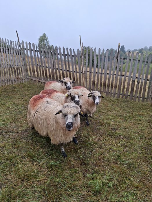 Vând 4 oi si un berbec