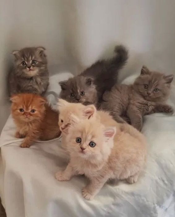 Котята британские