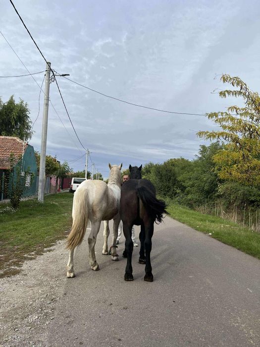 Cai și mânji de vanzare