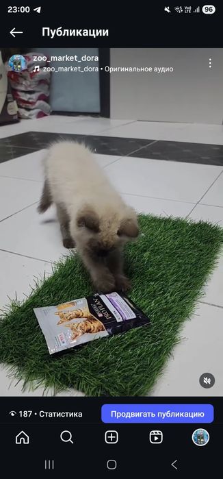 Syamskiy paroda latokka organgan