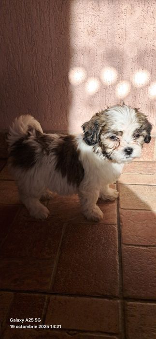 Bisoni havanez  mai sunt 4 femeluțe