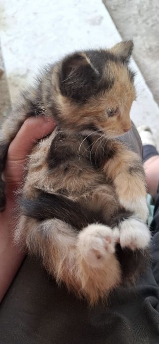 Отдам даром котят