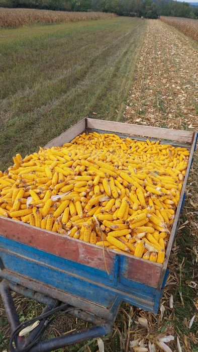 Vând porumb stiulete