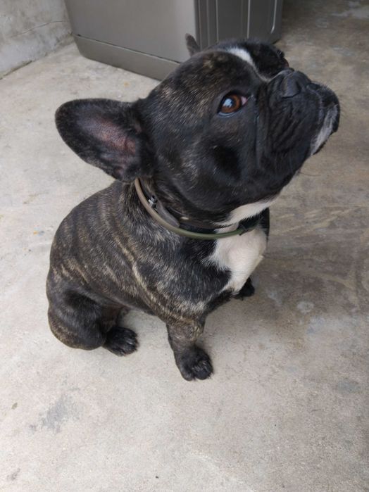 Мъжки Френски Булдог