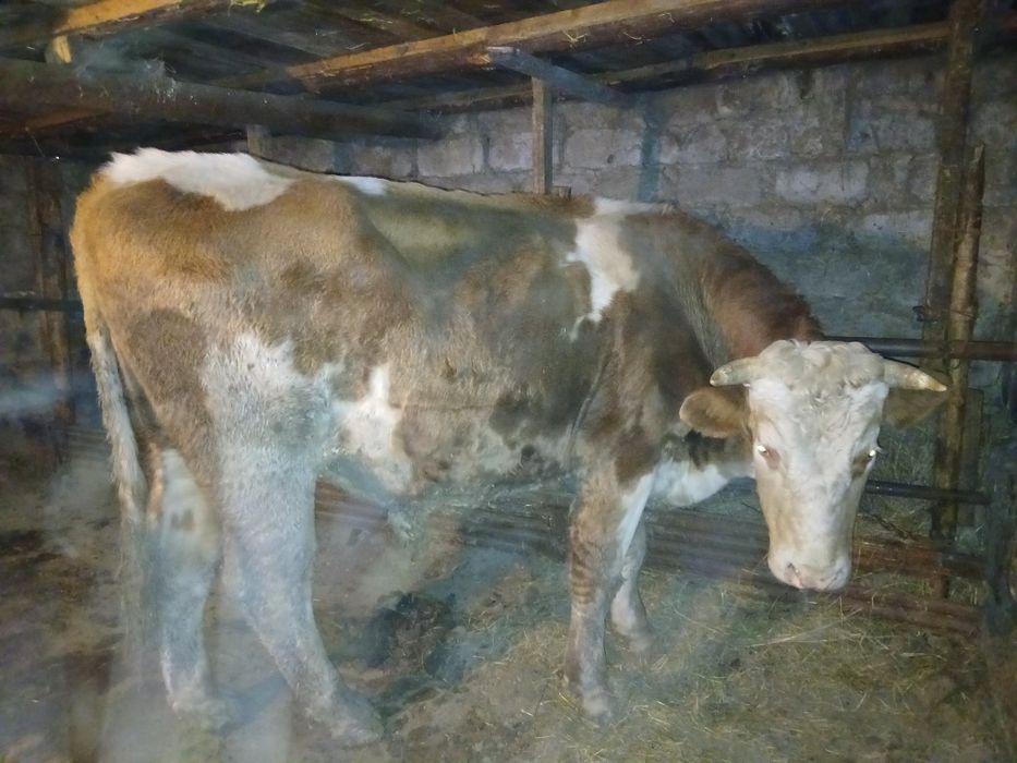 Продам быка на племя