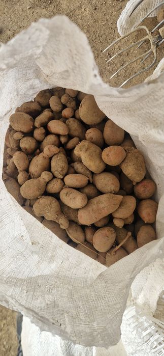 Cartofi pentru animale