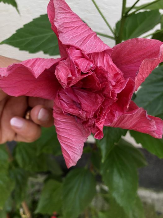 Trandafir japonez roz, asparagus