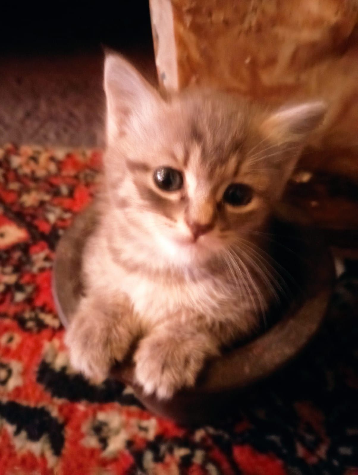 Бесплатно  котята