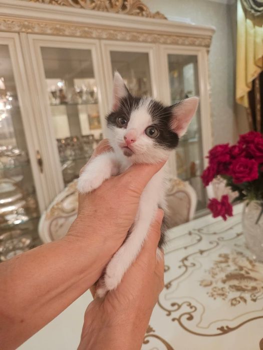 Отдам котят в дрбрые руки