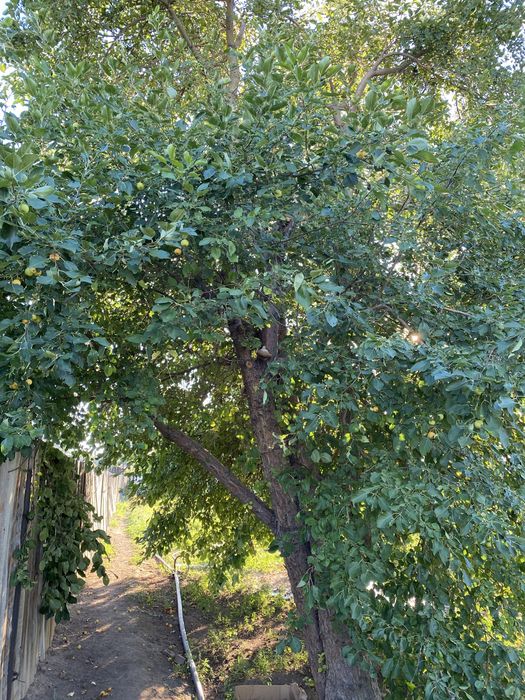 Продаётся Дача