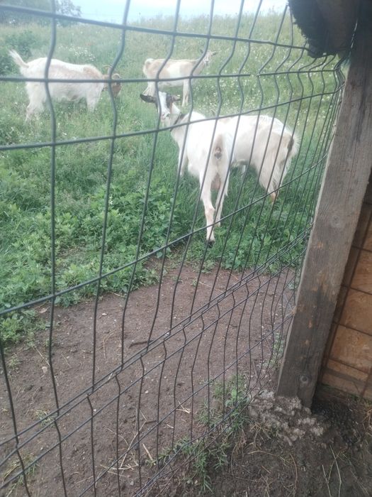 Capre de vanzare cu iezi