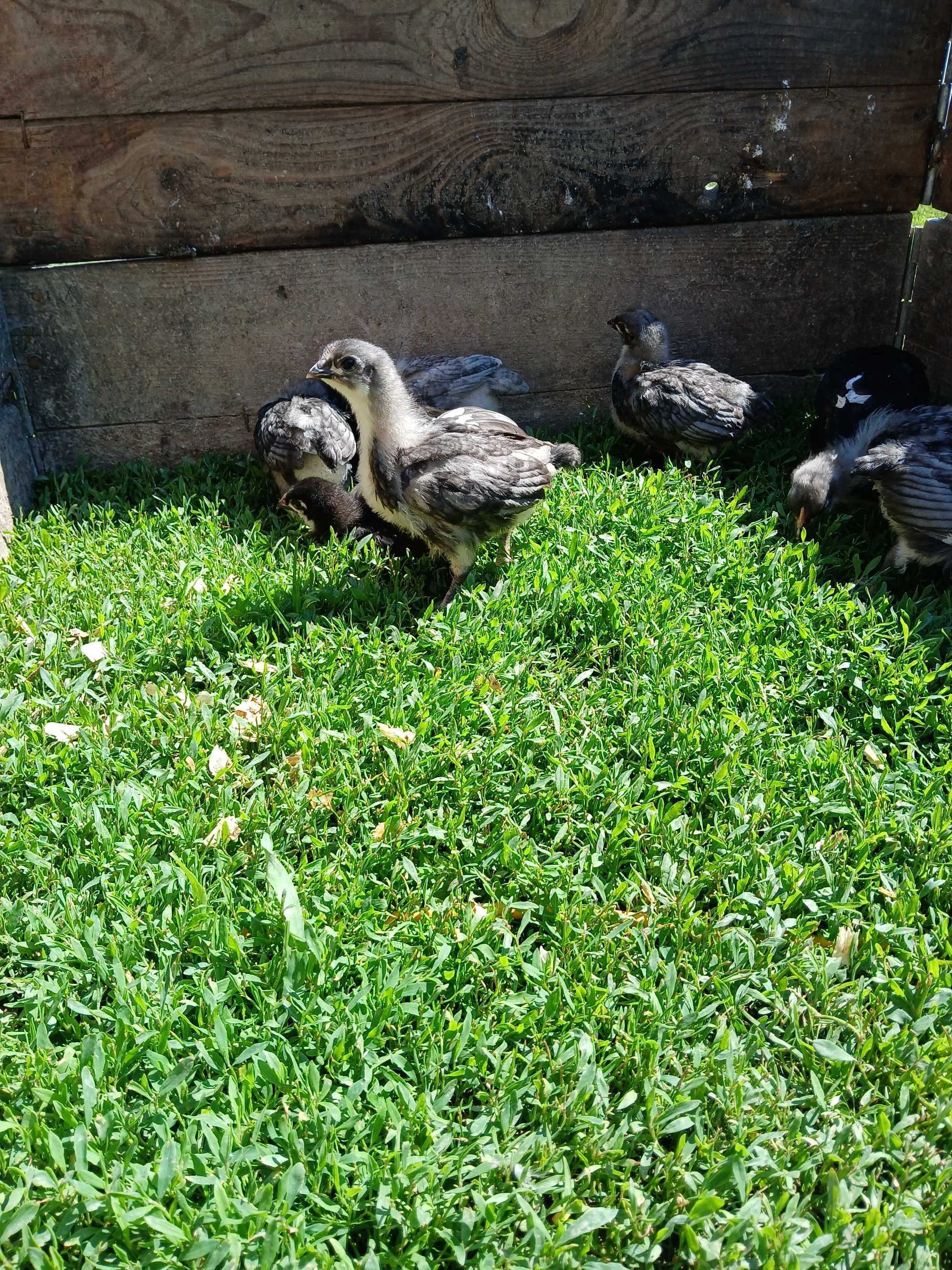 Vind puii găinâ Australorp negru și albastru.