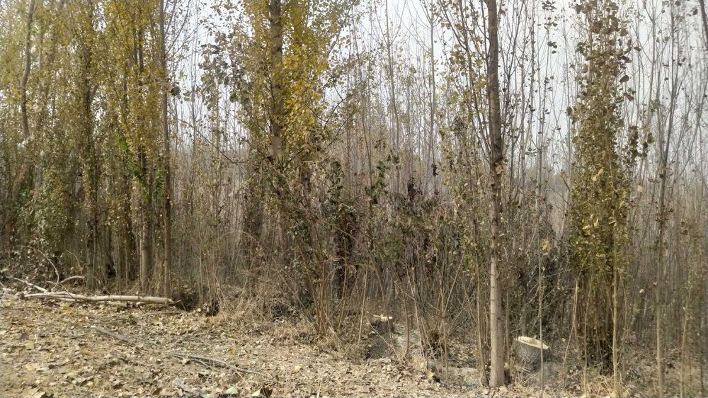 Terak shoxchalar sotiladi oʻtin qilish uchun