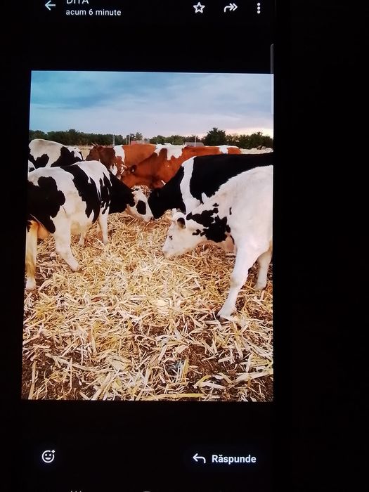 Vând vacă frumoasă cu doi viței, precum și junici gestante