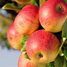 Pomi Fructiferi stravechi din glia stamoseasca soiuri de mar