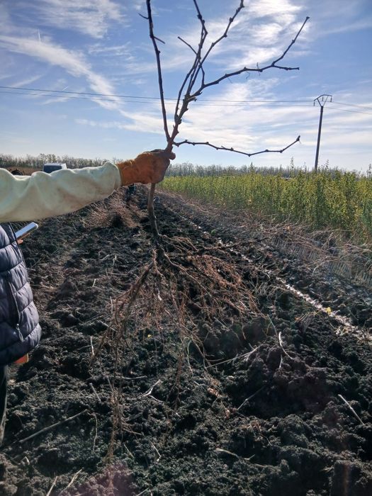 Vând butași vita de vie altoita