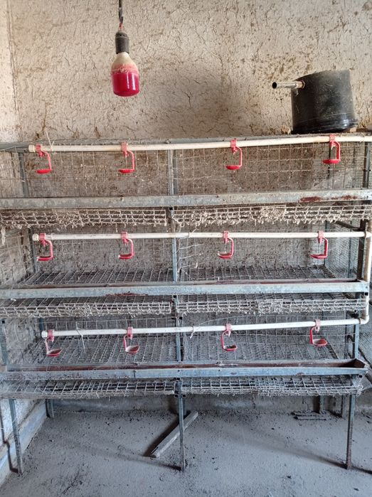 Товук катаклар сотилади