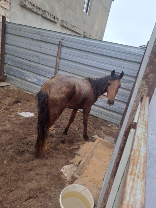 Продам или обменяю жеребенка