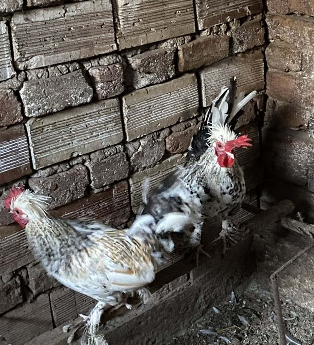 В ОБЛАСТ РАЗГРАД - Млади петли (Излюпени в началото на юли ! )