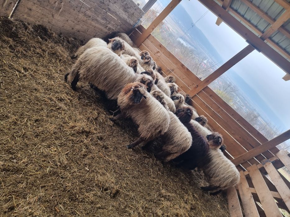 Vind miei de anul acesta