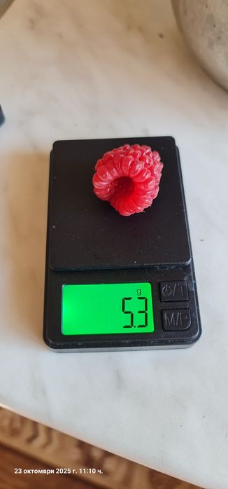 Продавам Био разсад малини сорт Люлин