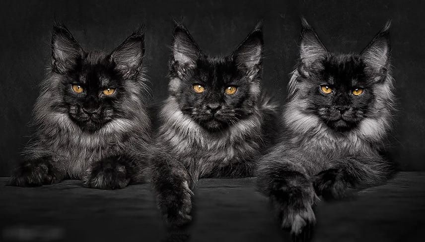 Потрясающие  КОТЯТА - Мейн Кун. ЧЁРНЫЙ на серебре