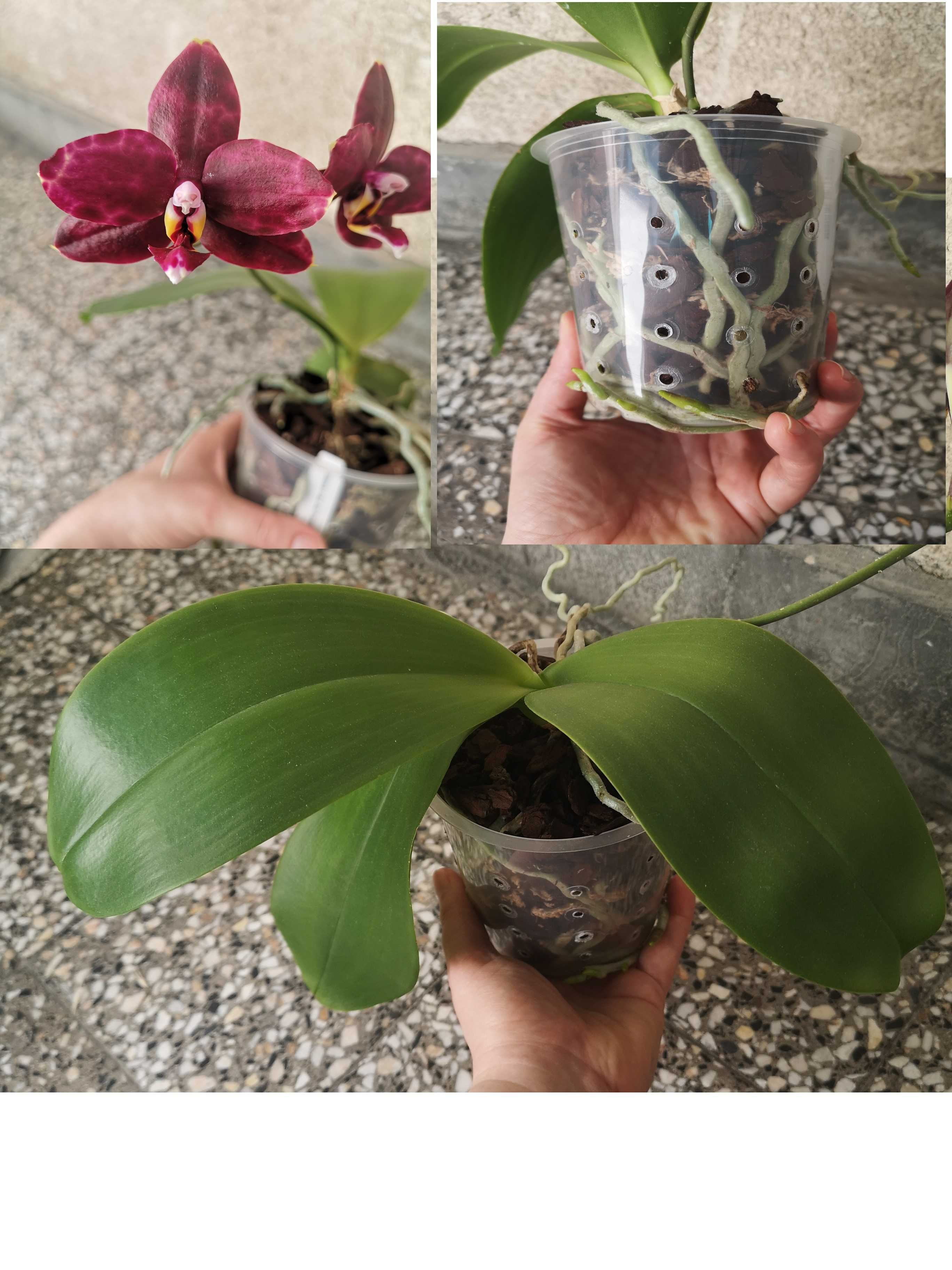 Продавам орхидеи