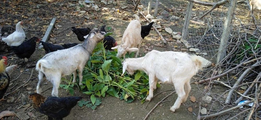 4 кози, 3 женски, 1 мъжки, на възраст от 9 до 18 месеца